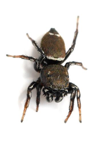 Heliophanus tribulosus